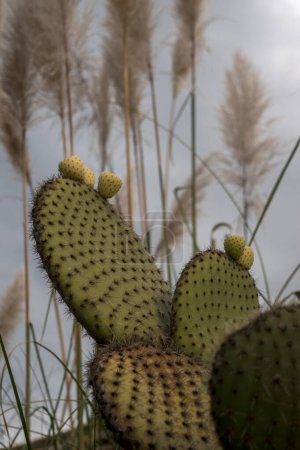 Foto de Diseño de un jardín con cactus - Imagen libre de derechos