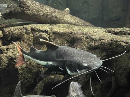 Foto de Primer plano de un pez Phractocephalus - Imagen libre de derechos