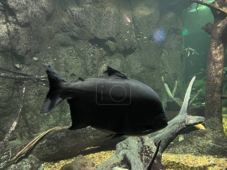 Téléchargez les photos : Gros plan d'un poisson Colossoma macropomum - en image libre de droit