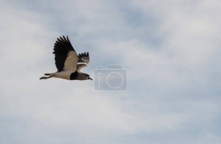 Foto de Primer plano de un útero volando en un cielo nublado. Vanellus chilensis - Imagen libre de derechos