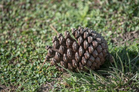 Photo for Closeup of a pine cone on grass - Royalty Free Image