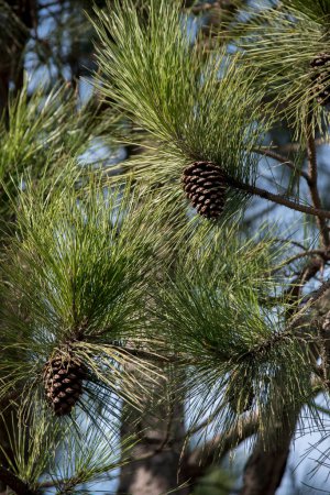 Photo for Wooden cone on the branches of a pine in the forest - Royalty Free Image