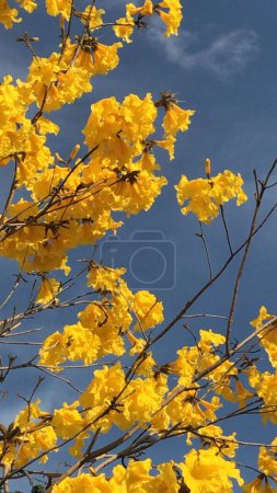 Téléchargez les photos : Fleurs jaunes du lapacho. Handroanthus chrysotrichus - en image libre de droit
