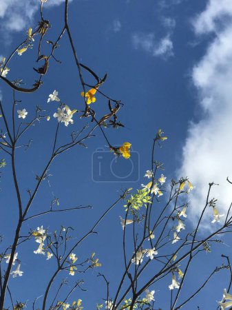 Téléchargez les photos : Handroanthus imppetiginosus fleurs contre un ciel bleu - en image libre de droit