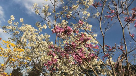 Téléchargez les photos : Handroanthus imppetiginosus fleurs contre un ciel bleu - en image libre de droit
