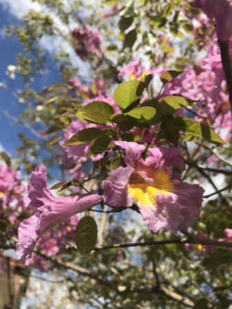 Téléchargez les photos : Fleurs roses d'un Handroanthus imppetiginosus. lapacho rose - en image libre de droit