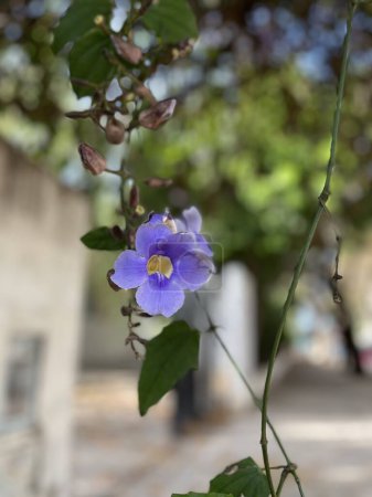 Téléchargez les photos : Fleurs de lilas de la plante Thunbergia grandiflora - en image libre de droit