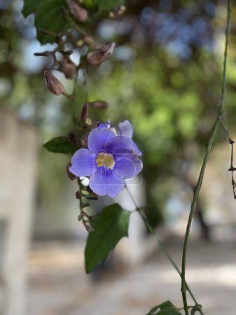 Téléchargez les photos : Fleurs de lilas de la plante Thunbergia grandiflora - en image libre de droit