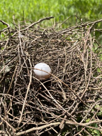 Photo for Egg in a bird's nest - Royalty Free Image