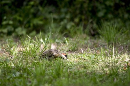 Closeup of a woodpecker in the garden. golden-breasted woodpecker