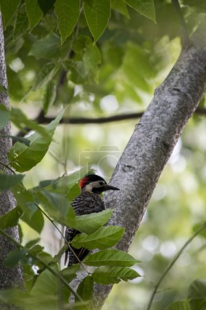 Closeup of a woodpecker in the garden. golden-breasted woodpecker
