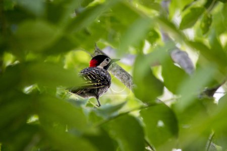 Closeup of a woodpecker in the garden
