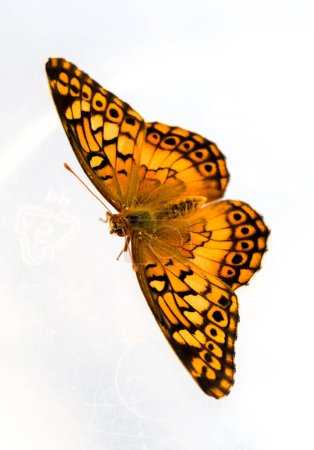 Nahaufnahme des Schmetterlings Euptoieta Claudia