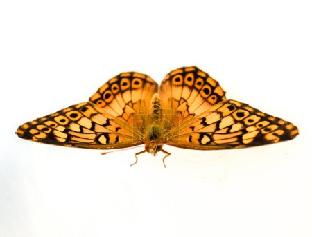 primer plano de la mariposa Euptoieta Claudia