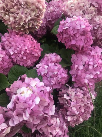 Photo for Showy pink flowers of a hydrangea - Royalty Free Image