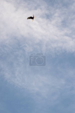 Photo for Bird of prey flying in the sky - Royalty Free Image