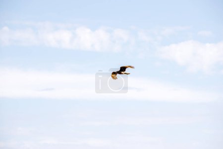 Photo for Bird of prey flying in the sky - Royalty Free Image