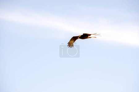 bird of prey flying in the sky