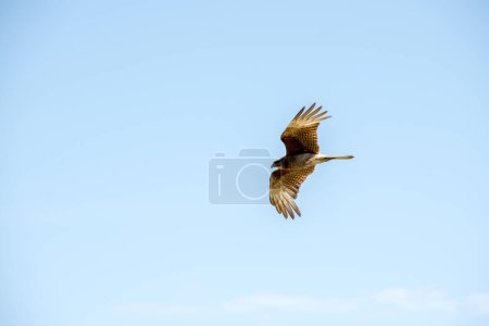 bird of prey flying in the sky
