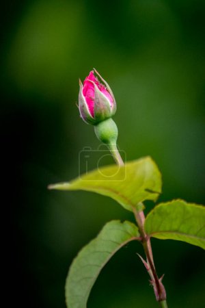 Photo for Bud of a pink rose - Royalty Free Image