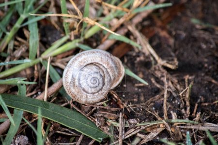 Closeup of a land snail