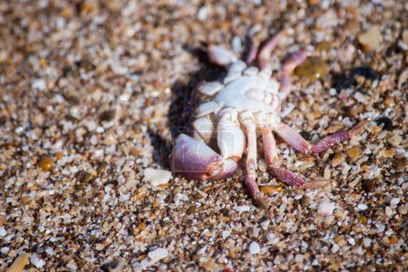 crabe de couleur rougeâtre sur la côte Atlantique argentine