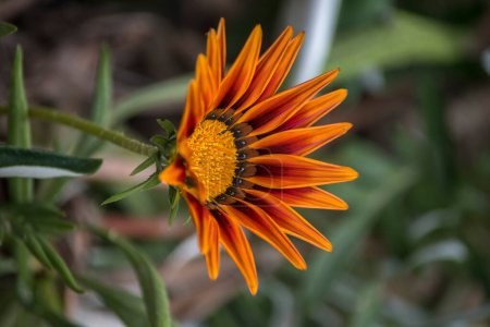 Closeup of an orange flower. Gazania