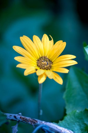 closeup of a yellow daisy