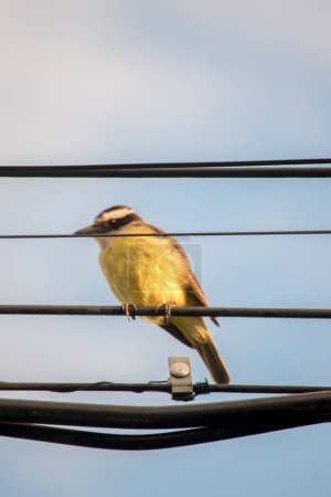 Photo for Benteveo perched on the city light cables - Royalty Free Image