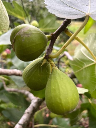 Figs on the branches of the plant