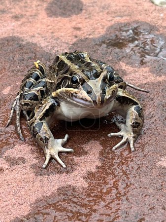 Téléchargez les photos : Gros plan d'une grenouille crapaud des plaines. Leptodactylus latrans - en image libre de droit