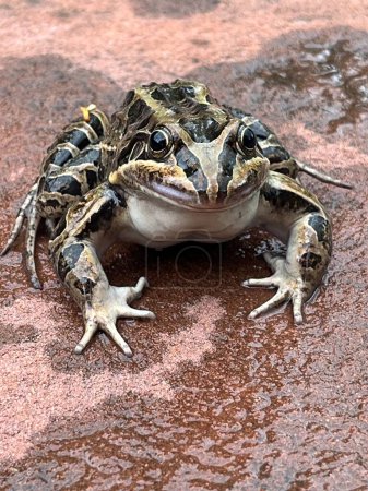 Téléchargez les photos : Gros plan d'une grenouille crapaud des plaines. Leptodactylus latrans - en image libre de droit