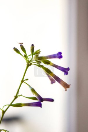kleine lila Blüten der Pflanze namens Talilla (Lycium cestroides))