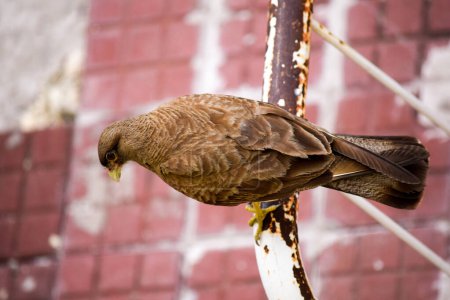 closeup of a bird of prey