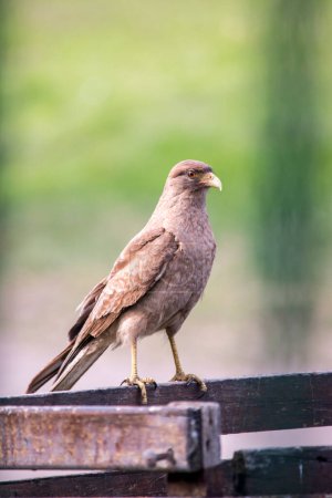 closeup of a bird of prey