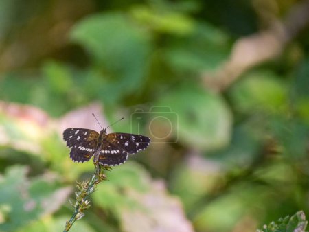 Close-up of the Anthanassa texana butterfly. Texas crescendo