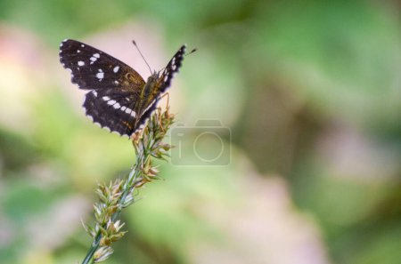Close-up of the Anthanassa texana butterfly. Texas crescendo