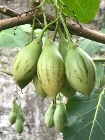 Téléchargez les photos : Fruits de l'arbre de tomate. Solanum betaceum - en image libre de droit