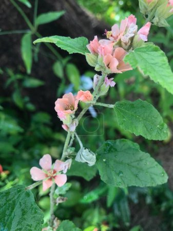 Blassrosa Blüten der Rosenmalvapflanze (Sphaeralcea bonariensis))