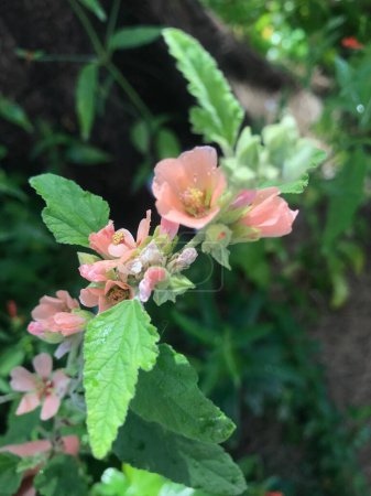 Blassrosa Blüten der Rosenmalvapflanze (Sphaeralcea bonariensis))