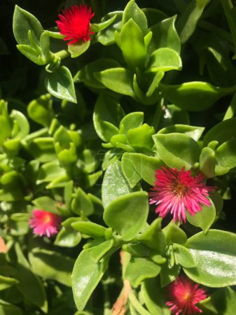 small red flowers of the plant Aptenia cordifolia Schwantes