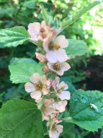 Flores rosas pálidas de la planta de Rose Malva (Sphaeralcea bonariensis)