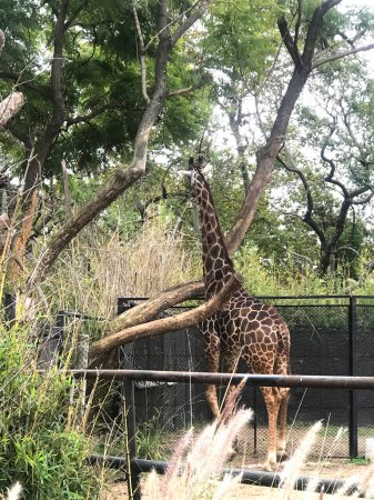 Żyrafa w zoo w Buenos Aires