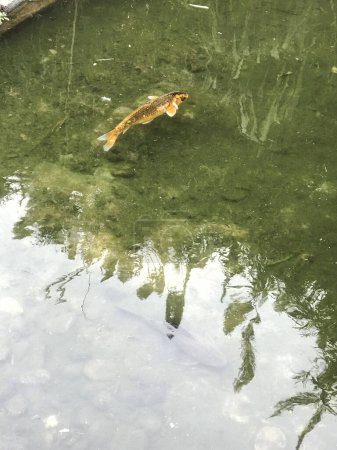 Coloridos peces koi nadando en el agua del lago