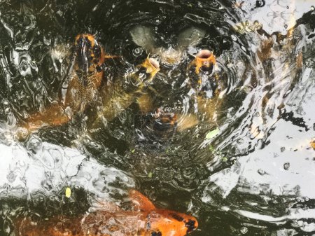 Bunte Koi-Fische schwimmen im Seewasser