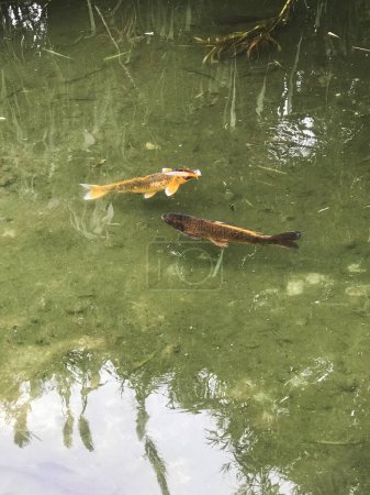 Bunte Koi-Fische schwimmen im Seewasser