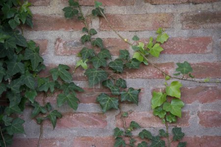 Photo for Ivy leaves on a brick wall - Royalty Free Image