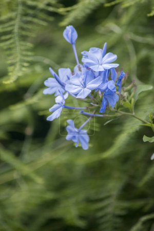hellblaue Blüten eines Himmelsjasmines