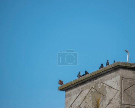 pigeons perchés au sommet de la cheminée d'une maison