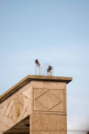 pigeons perched on top of the chimney of a house